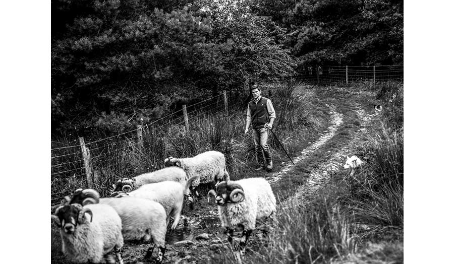 A shepherd with his flock of sheep