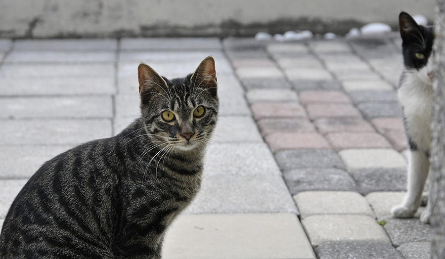 Sited cat looking at the camera