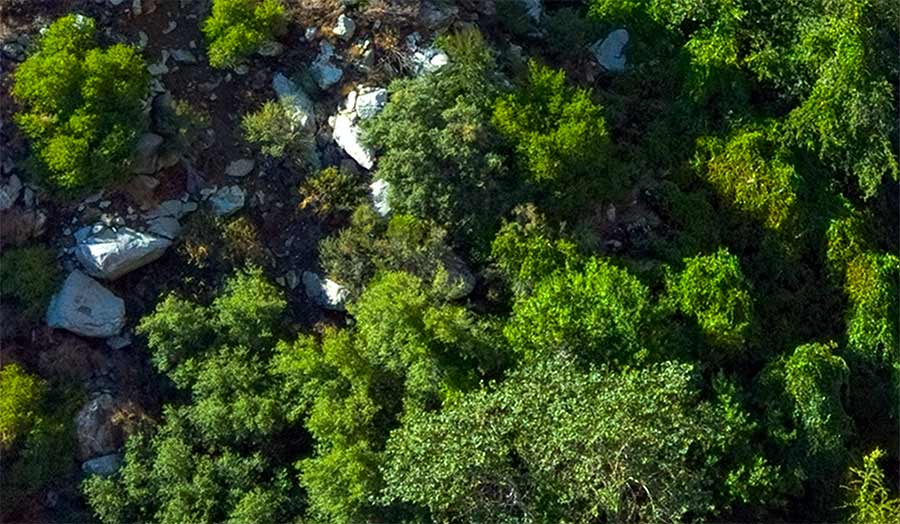 An aerial view of a green forest