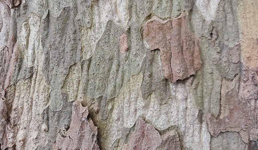 Tree bark